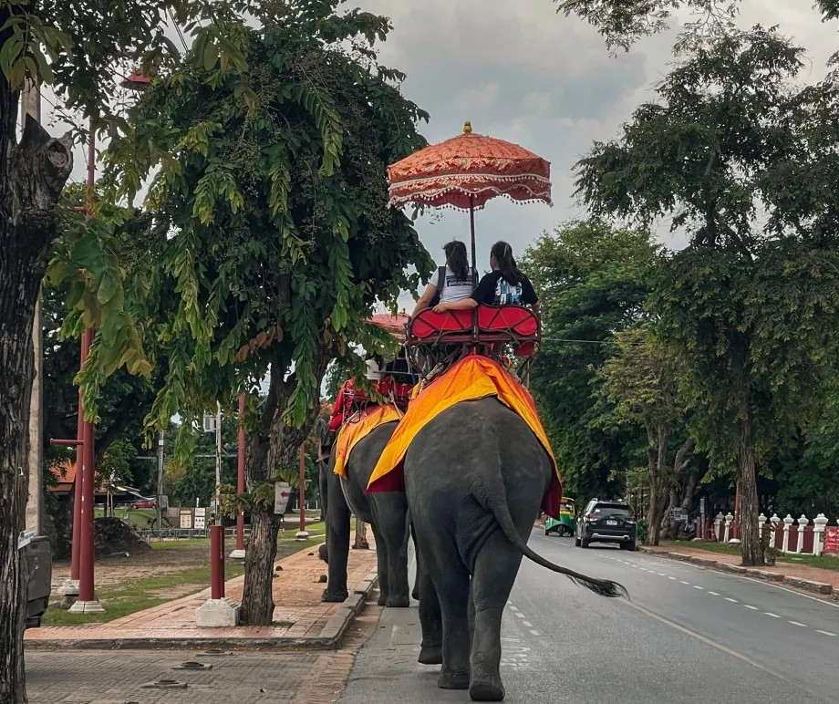 elephant Ayutthaya