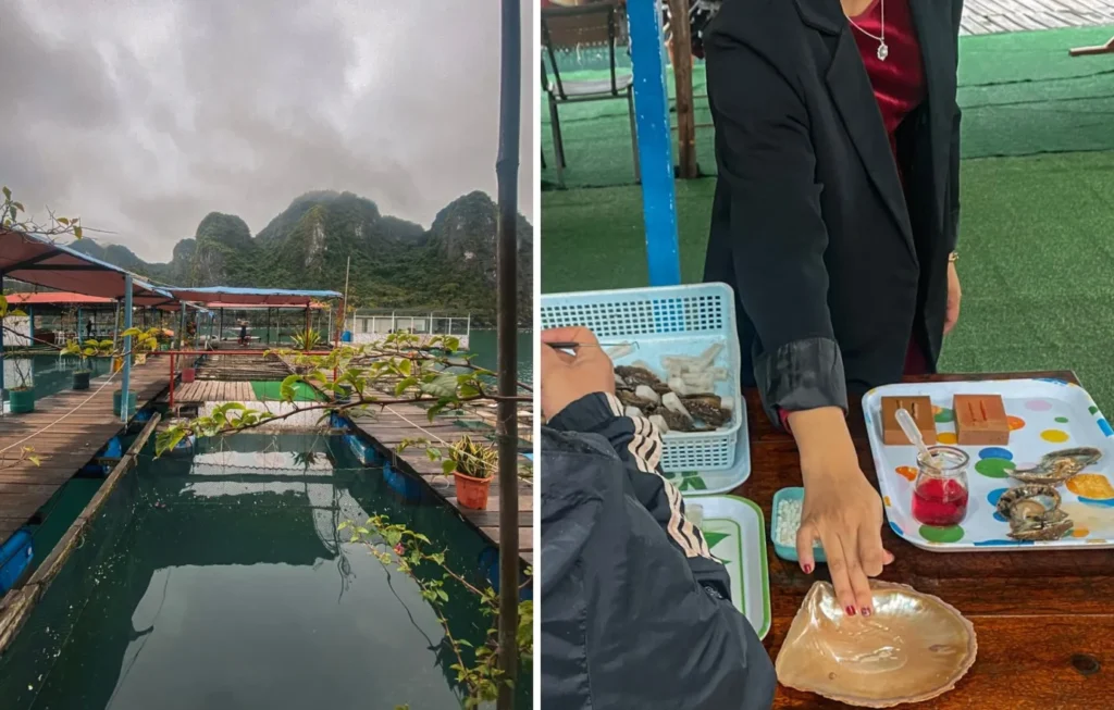 halong bay tours