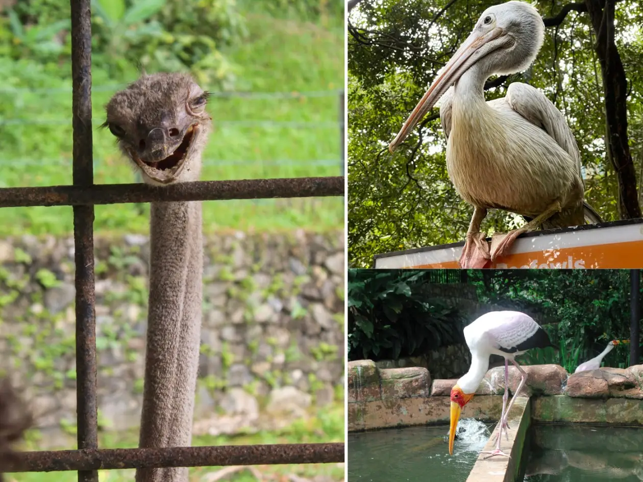 bird park kuala lumpur is a fun thing to do in kuala lumpur with kids