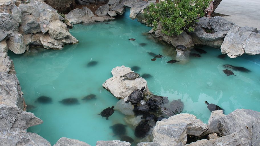 alternative things to do in Athens. The National Park - TURTLE POND