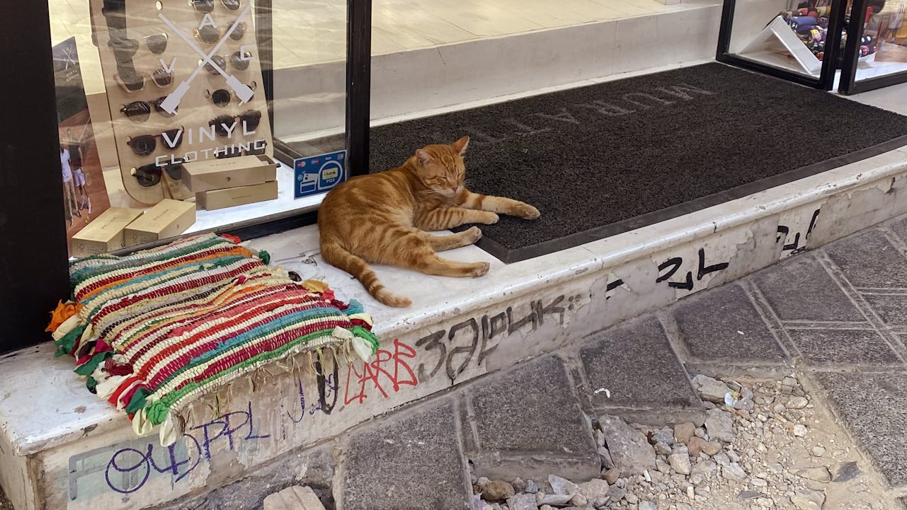 cat in Athens