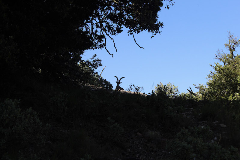 Sant Jeroni Summit Montserrat mountain goat