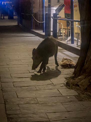 boars in Cadaqués