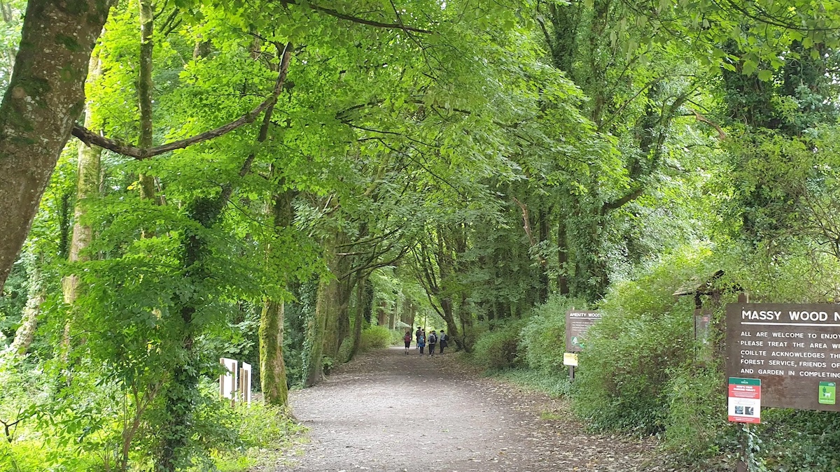 Massey woods - alternative things to do in Ireland