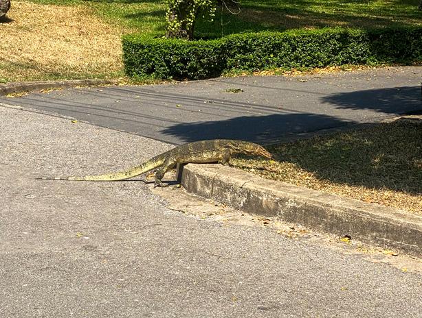 water monitor crossing the path in Lumpini Park