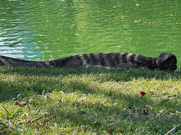 water monitor of Lumpini Park | 4 day Bangkok itinerary