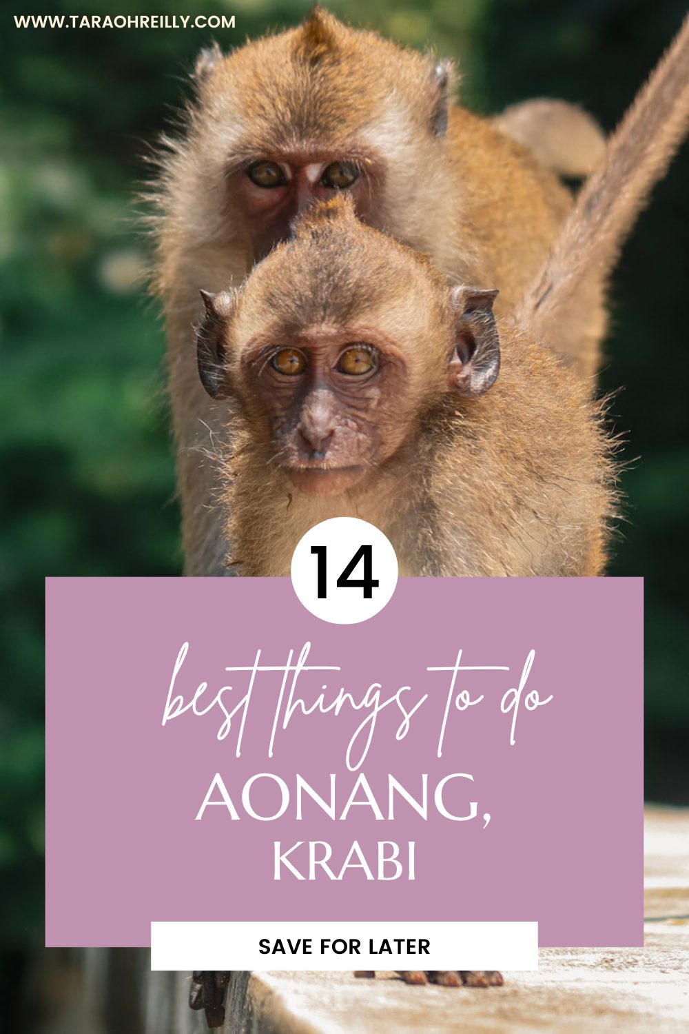 monkeys in krabi-best things to do in AONANG | Tara Oh Reilly