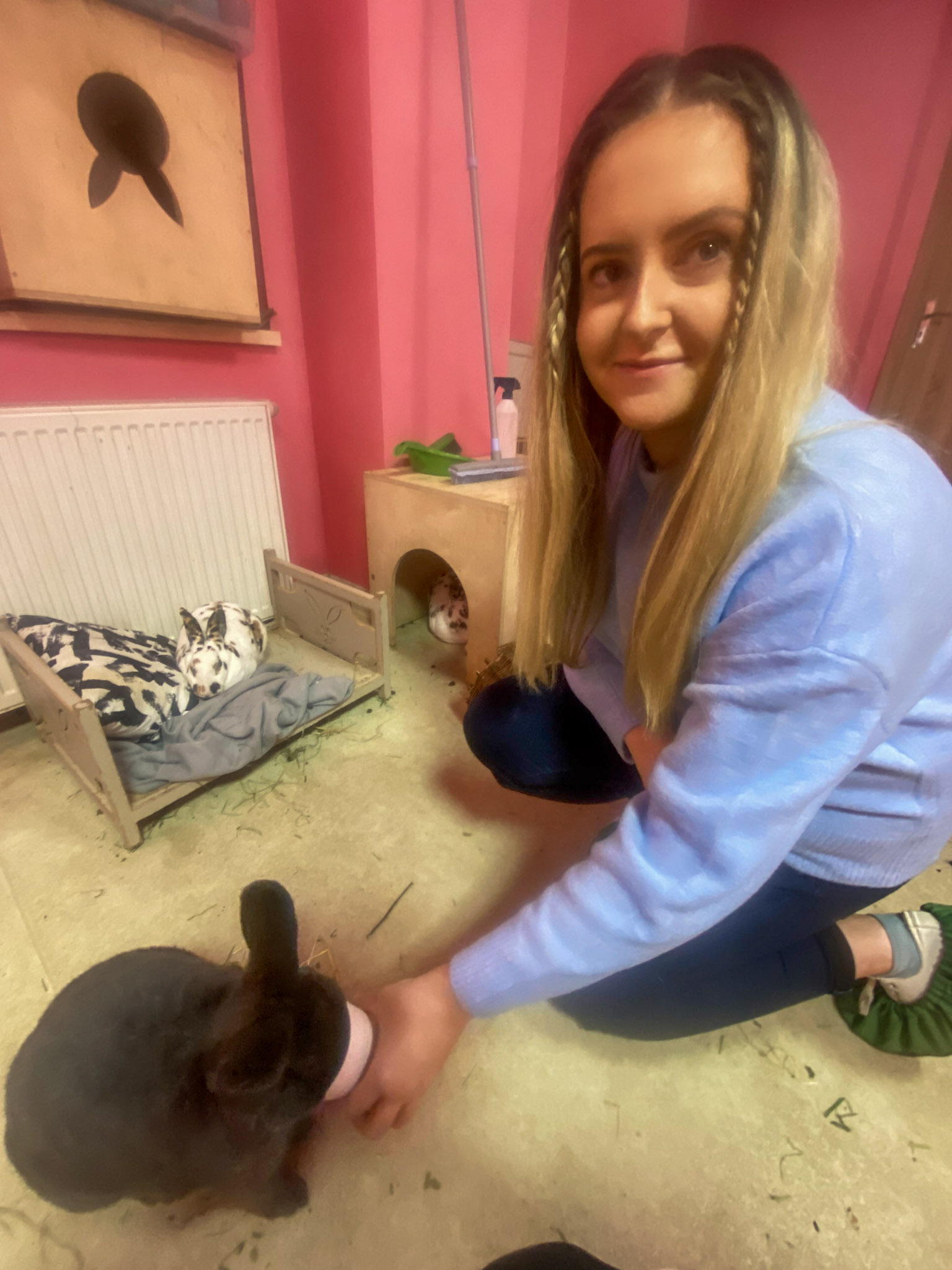 feeding a bunny in the bunny cafe krakow