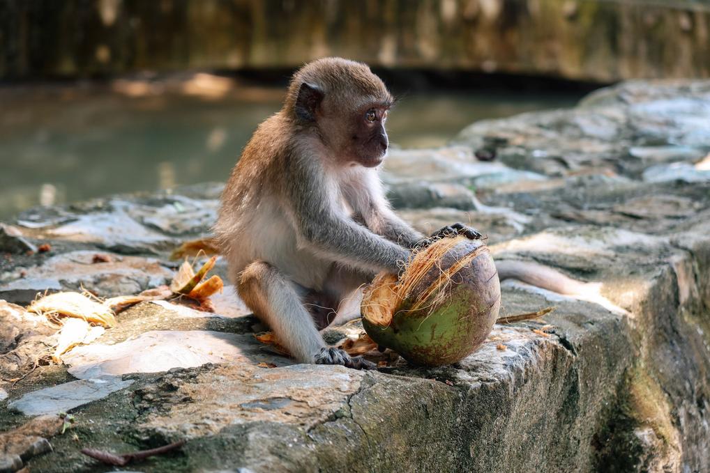 monkey in Aonang krabi trial - thailand