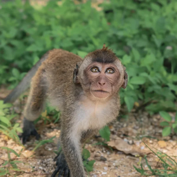 14 Memorable Things To Do In Aonang (with map)