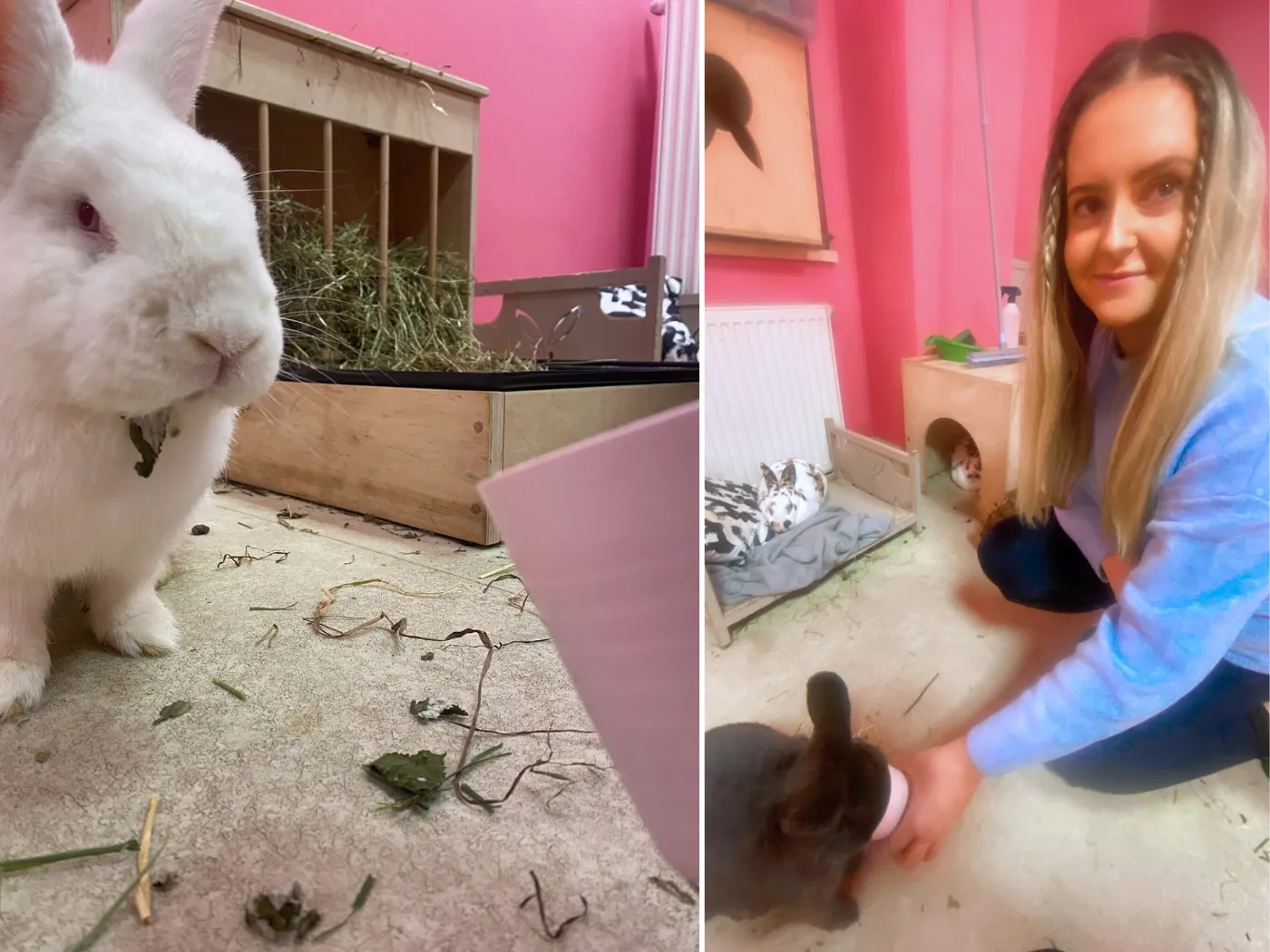 tara o'reilly feeding the bunnies at bunny cafe krakow