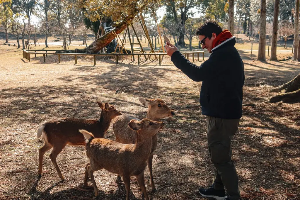 feeding deer in Nara - easy day trip from osaka