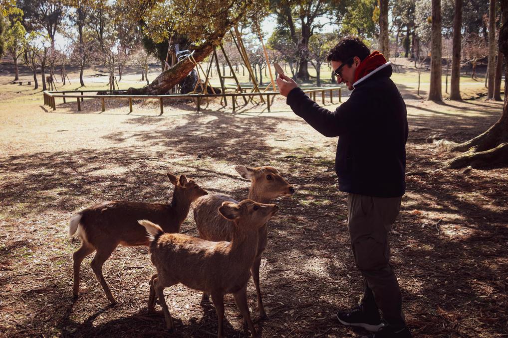 feeding the deer in Nara Park | things to do in Osaka