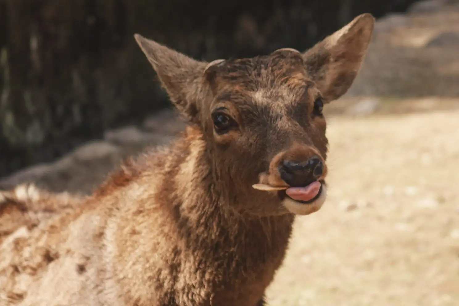 feeding the deer in nara - osaka day trip