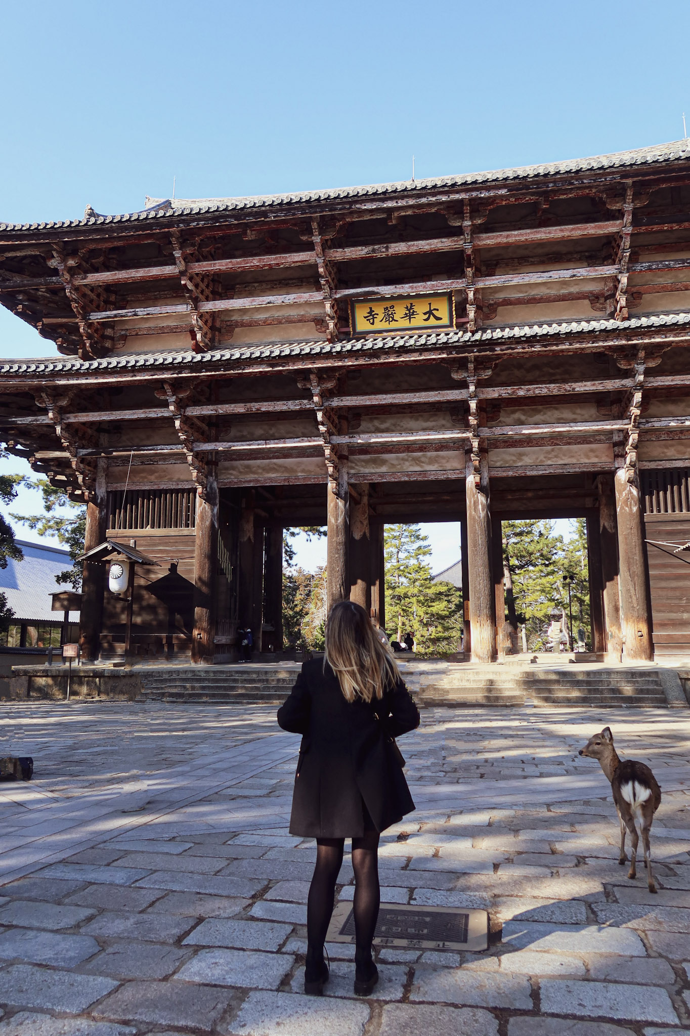 deer in Nara Park | Tara O'Reilly