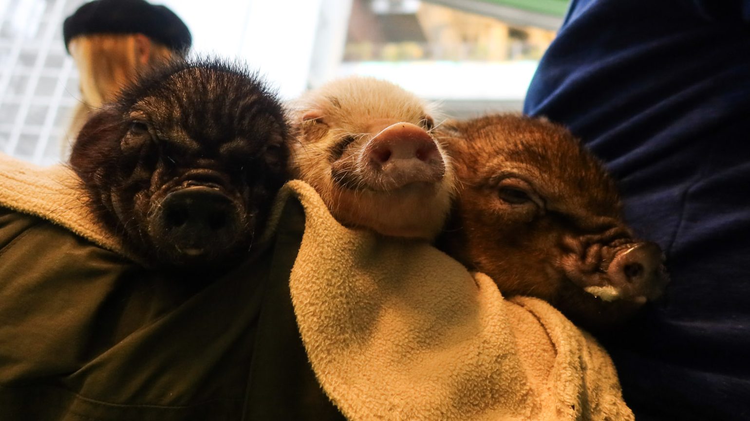 3 micropigs from mipig cafe japan