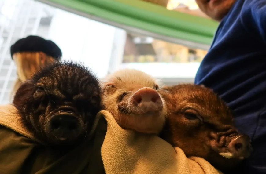 Japan's micro pig cafe