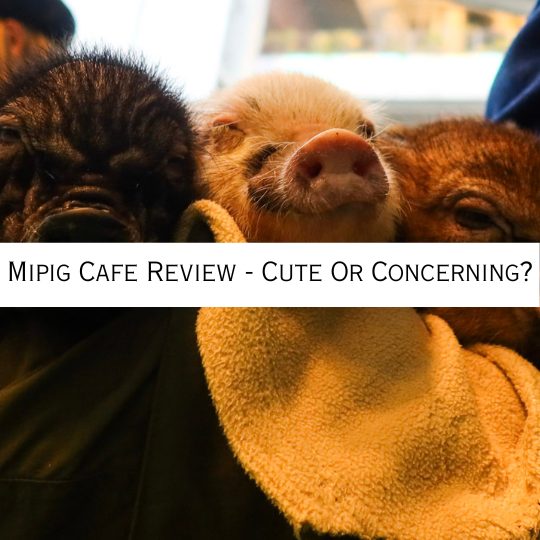 should you visit mipig cafe
