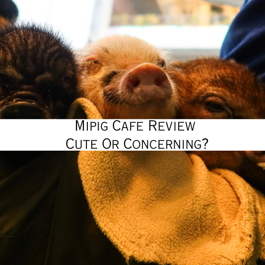 mipig cafe Japan - ethical concerns