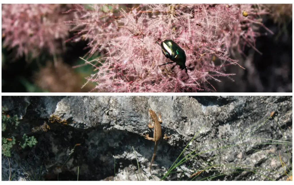 riva del garda wildlife