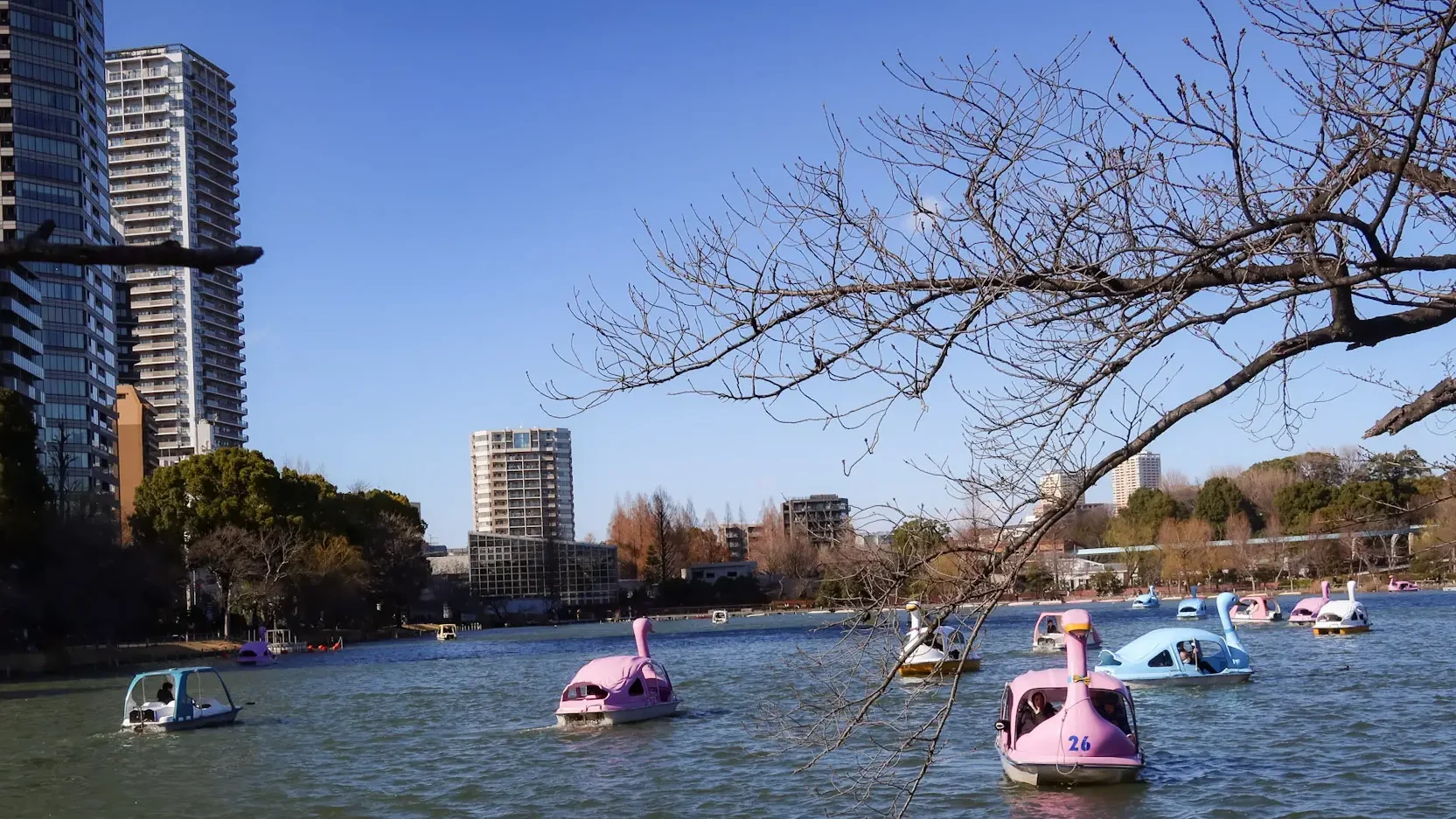 things to do in Ueno - swan boat