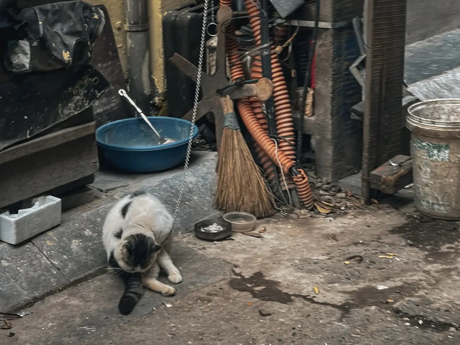 why are cats chained in Vietnam?