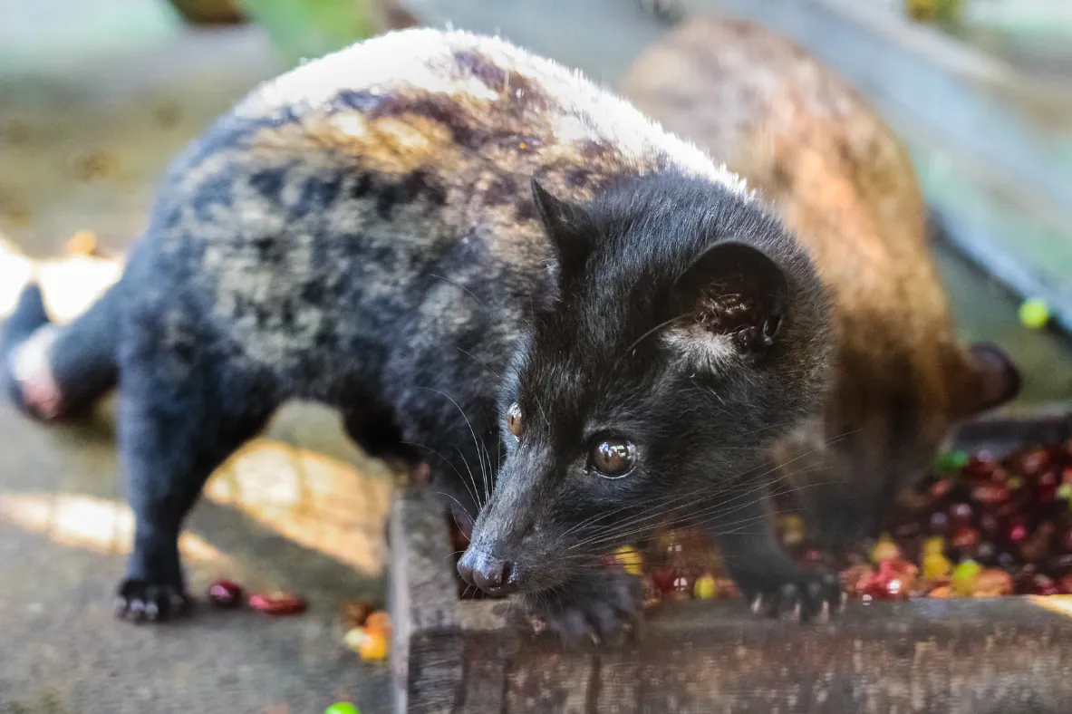 kopi luwak