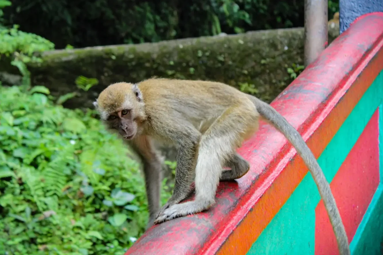 SEEING THE MONKEYS OF BATU CAVES IS THINGS TO DO IN KUALA LUMPUR FOR KIDS