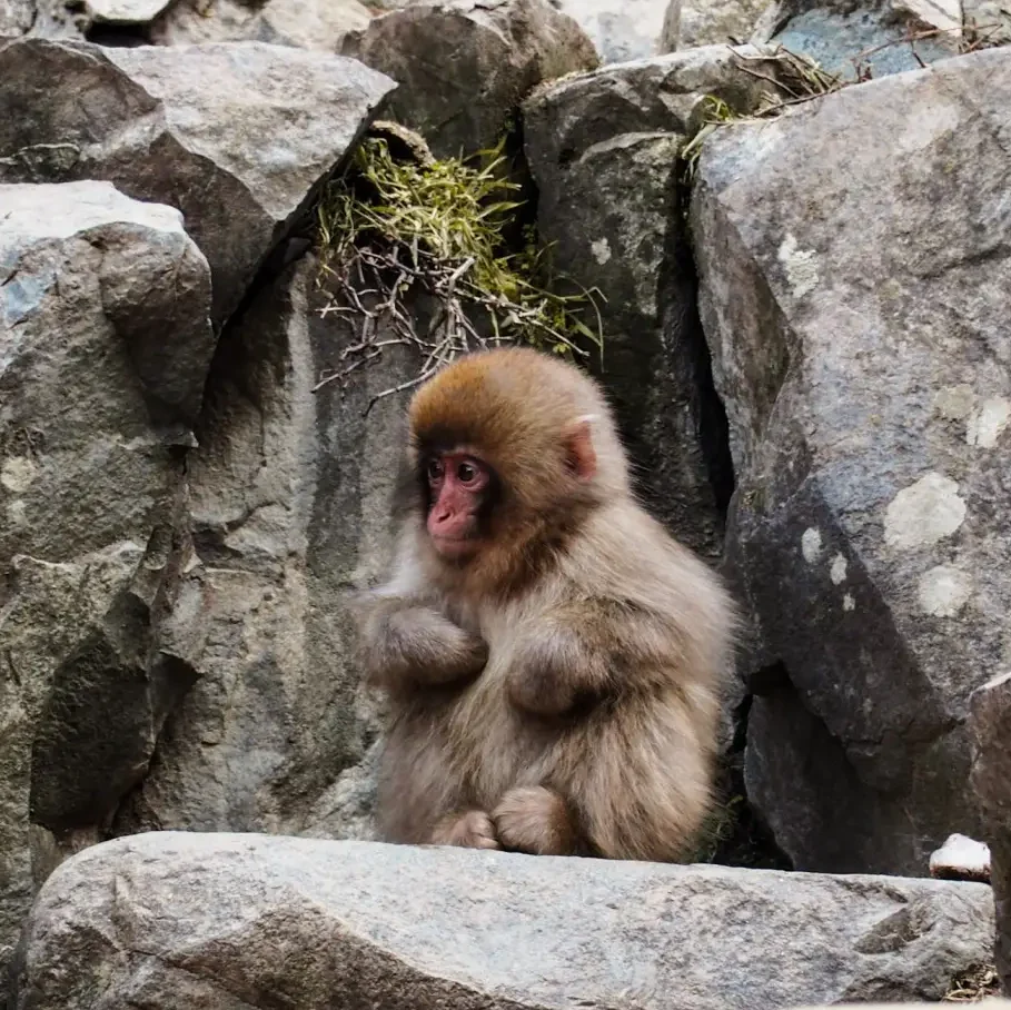 SNOW MONKEYS IN MINOH