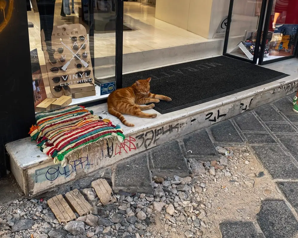 you will see many cats in one day in athens