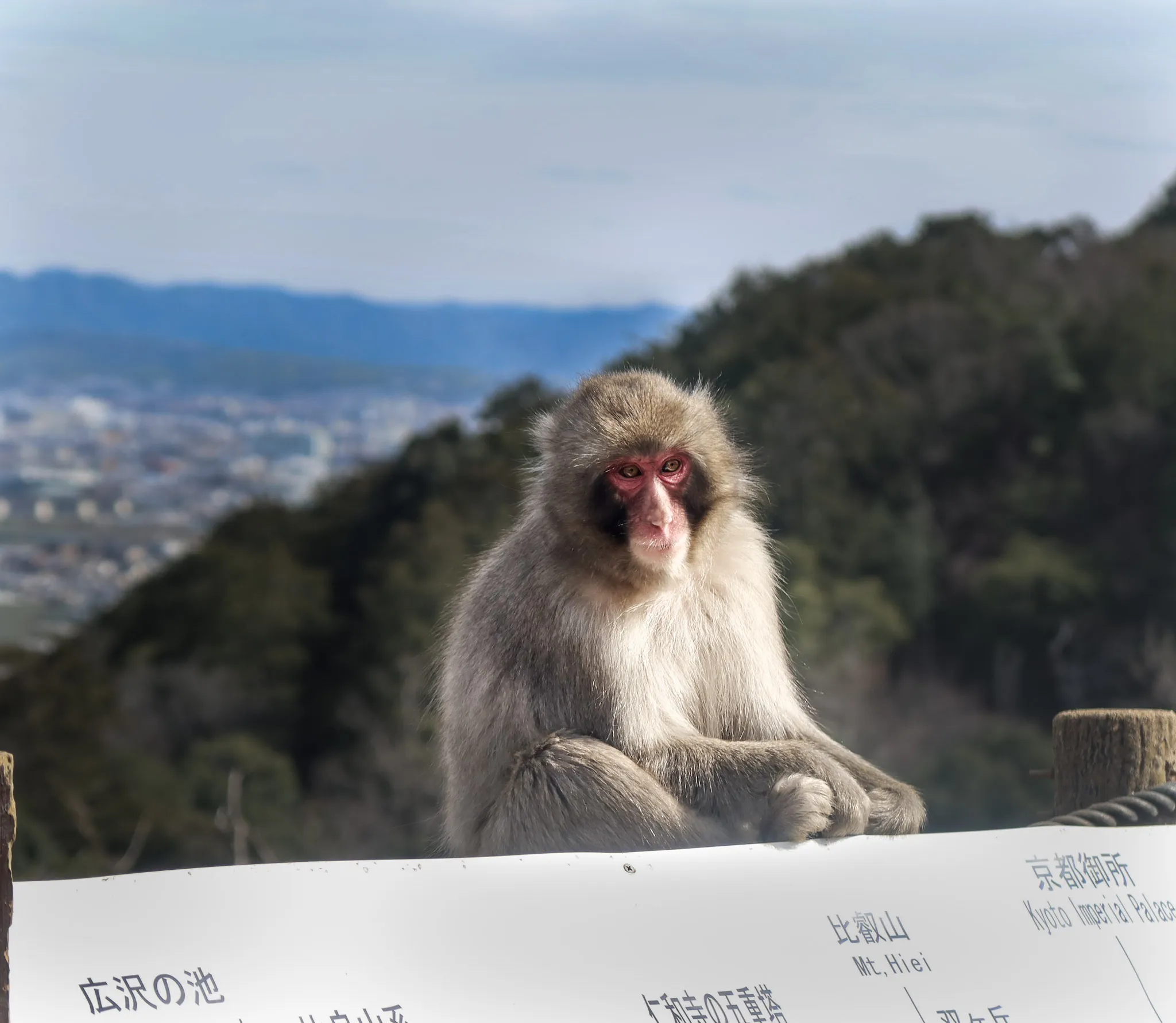 Arashiyama monkey park