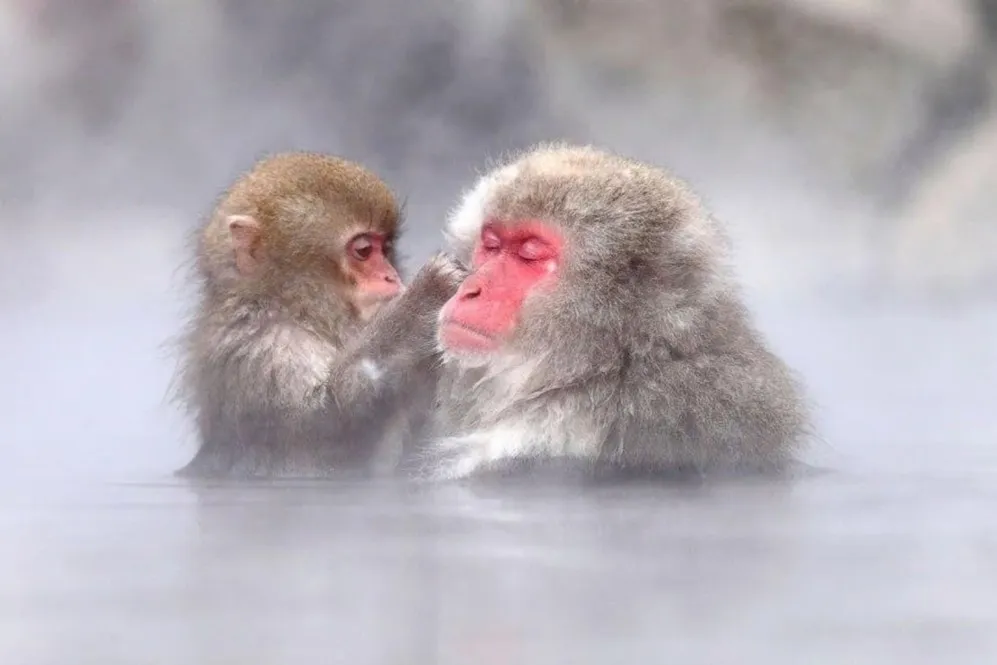 snow monkey tour japan