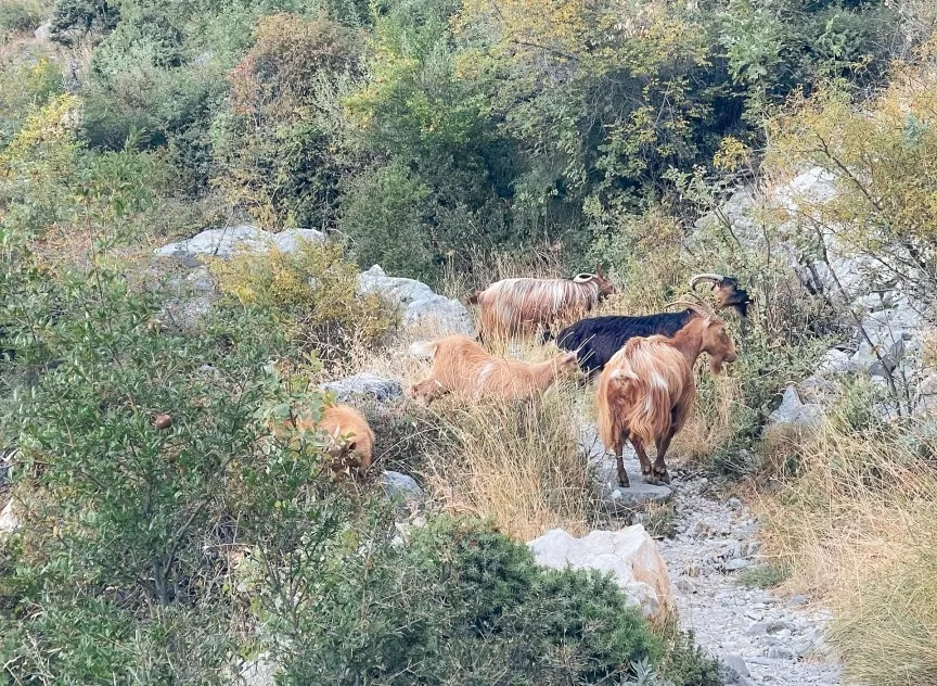 goats on the ladder of kotor hike