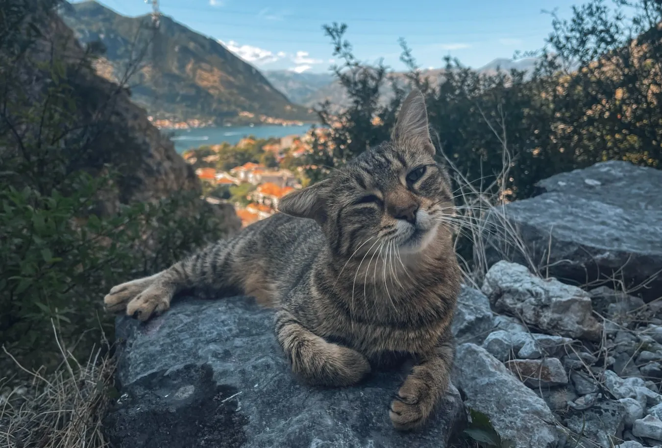 cats of kotor 