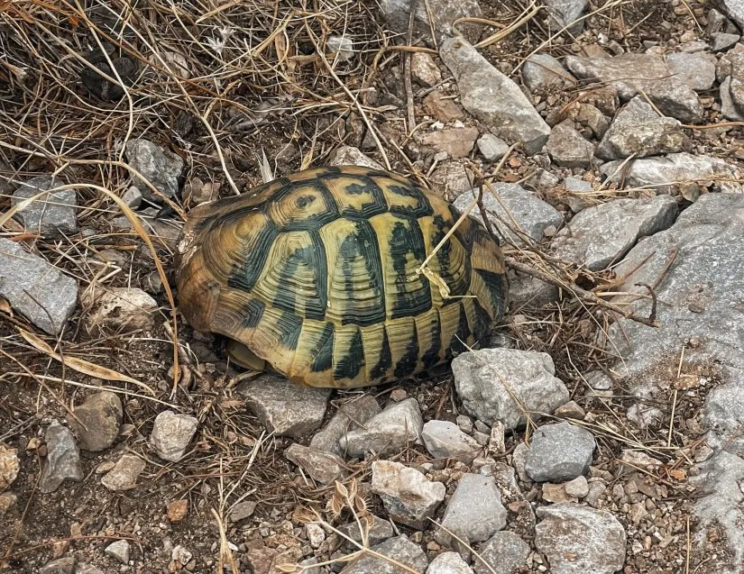 turtle on a trail