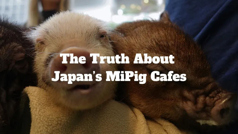 japan mipig cafe