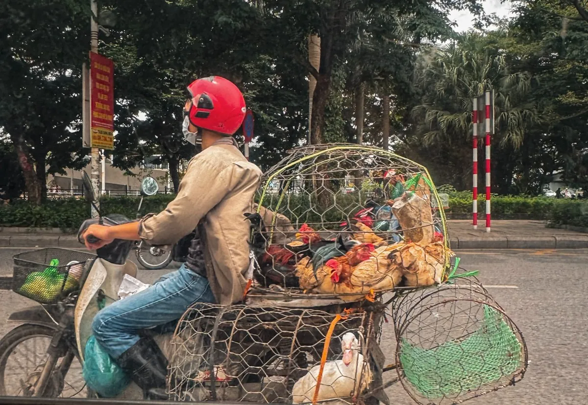 getting around vietnam renting motorbike