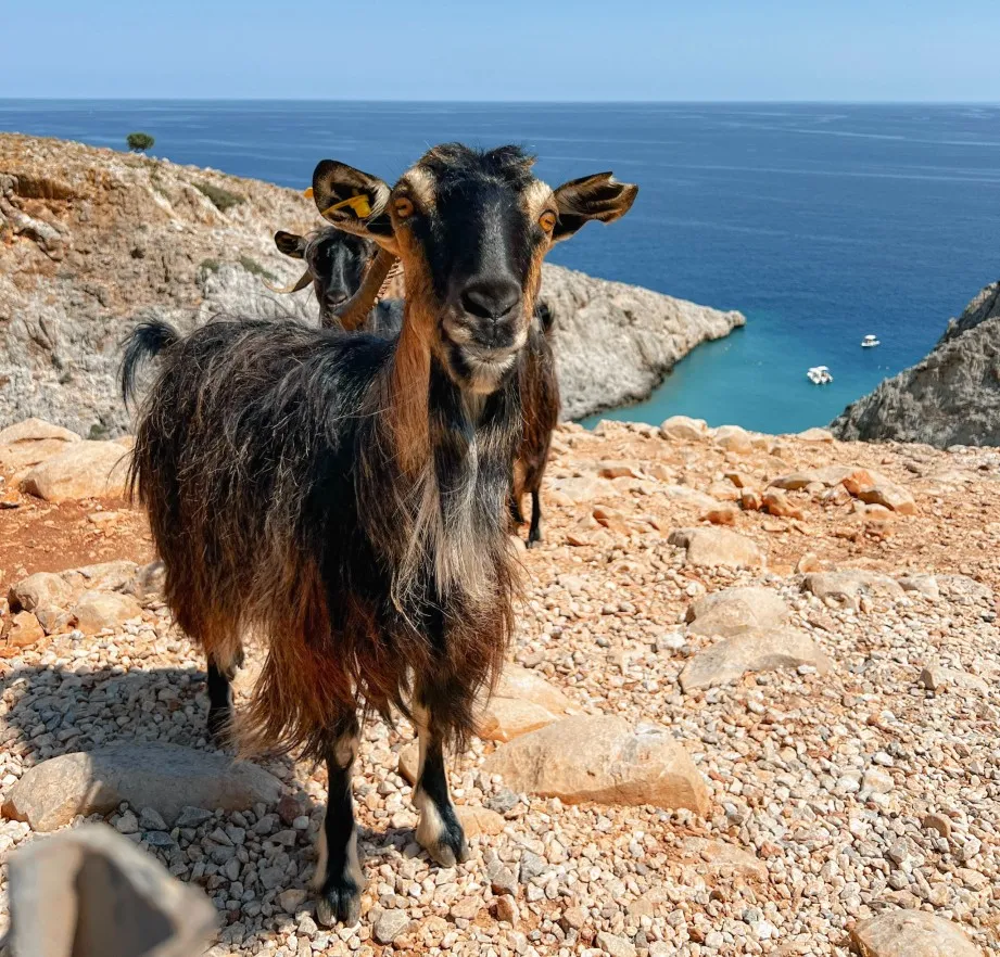goats standing on the cliffs leading to Seitan Limania