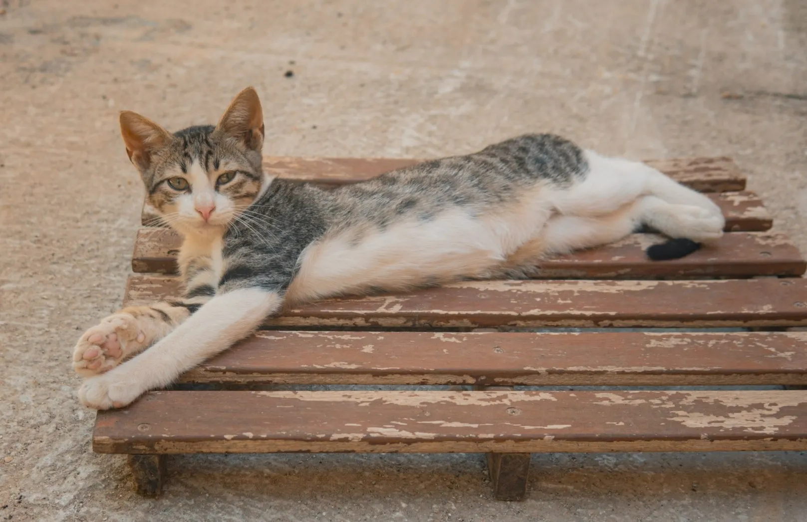 cat having a nap in chania old town