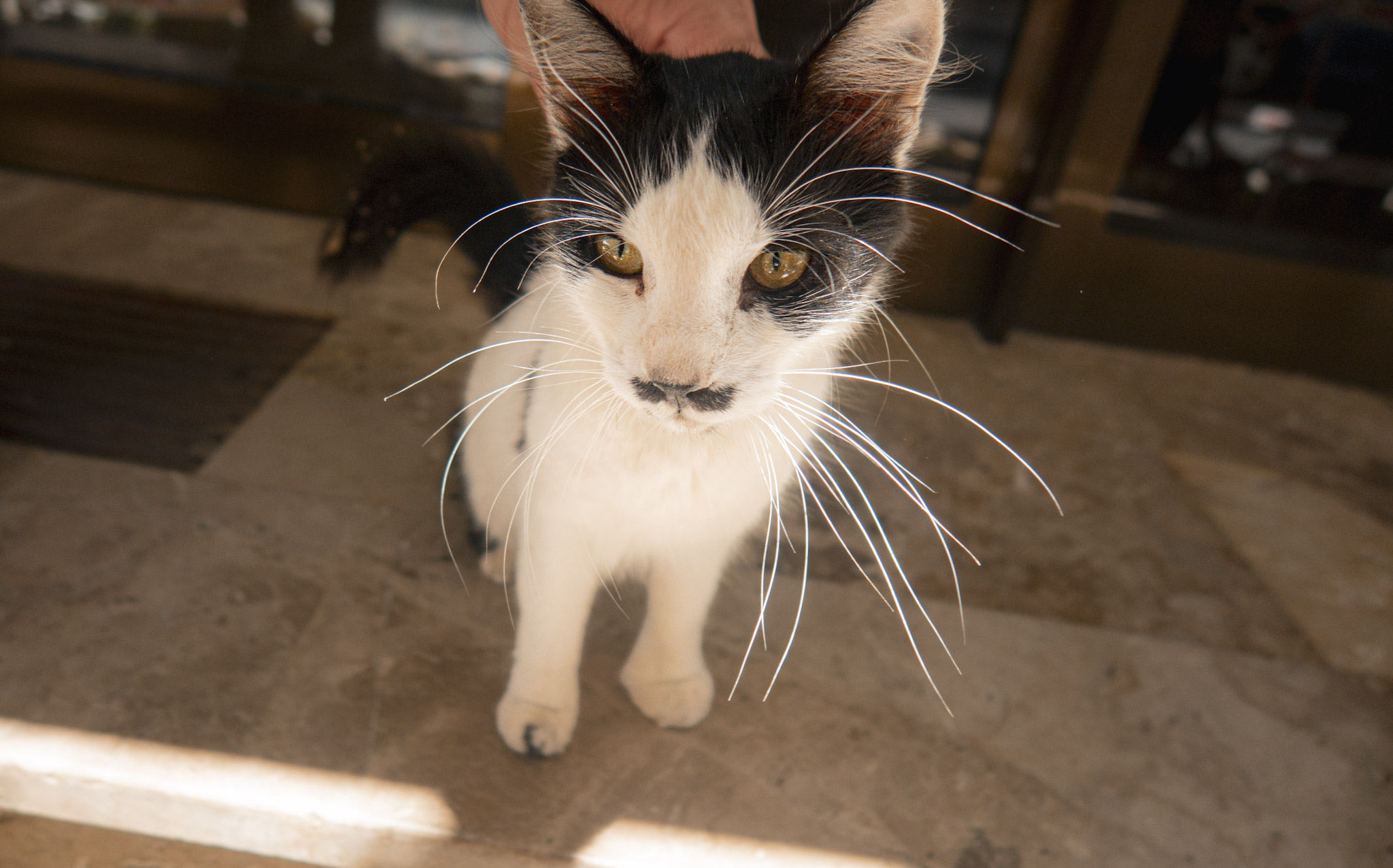 cat being petted