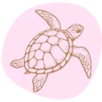 icon turtle taraohreilly