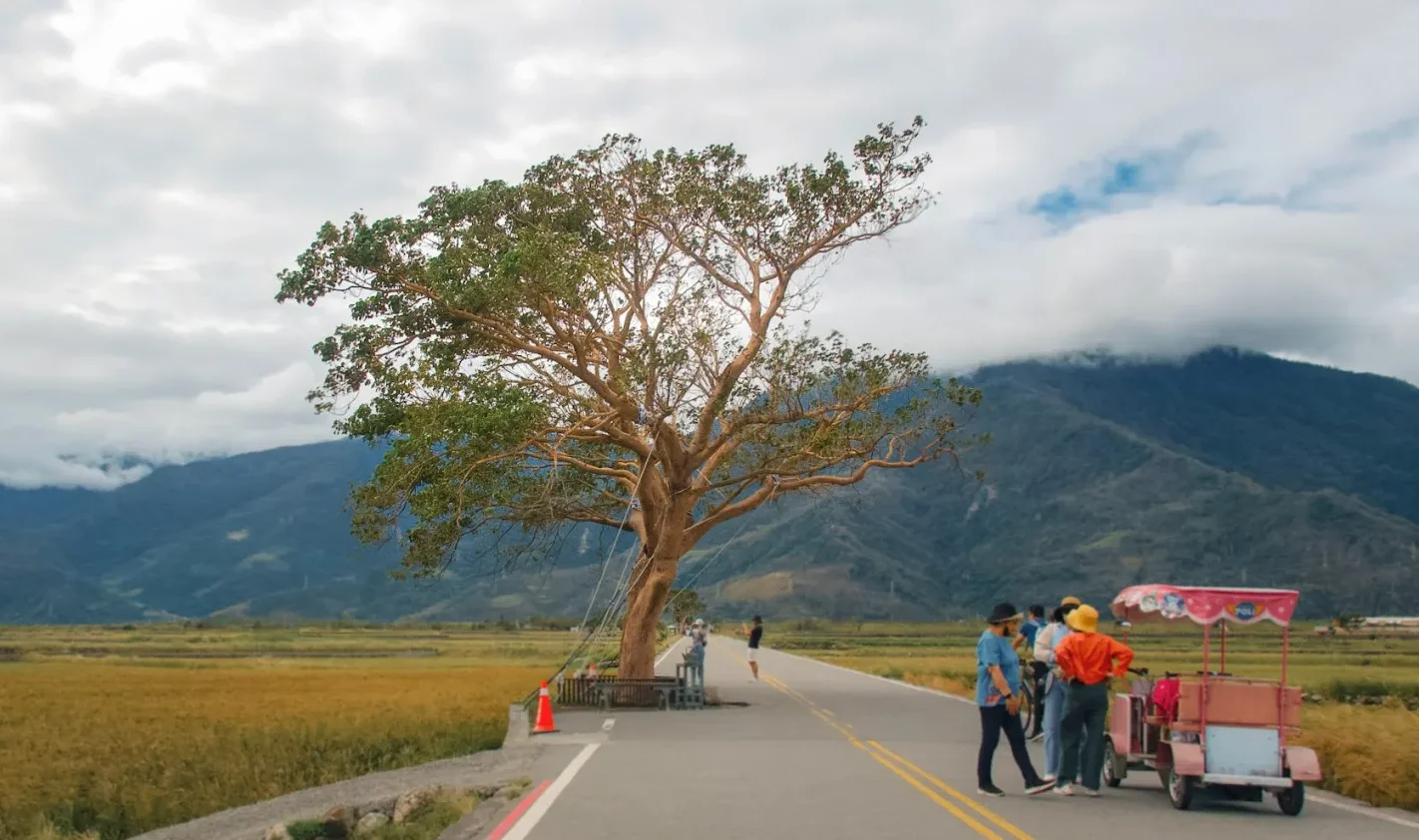 the famous Takeshi Kaneshiro Tree in chishang with tourists taking photos of it
