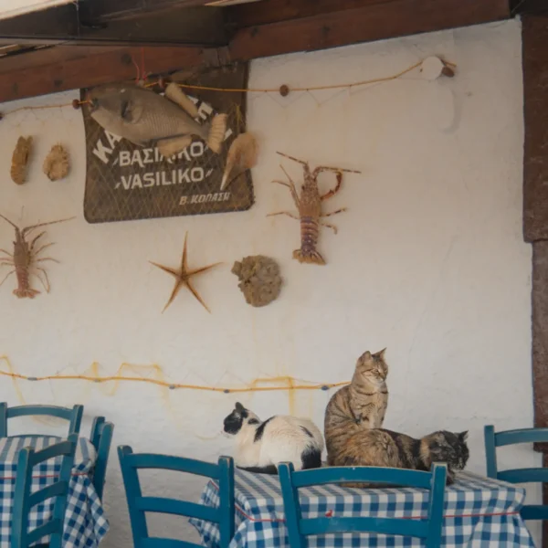 Best Restaurants In Chania, Crete