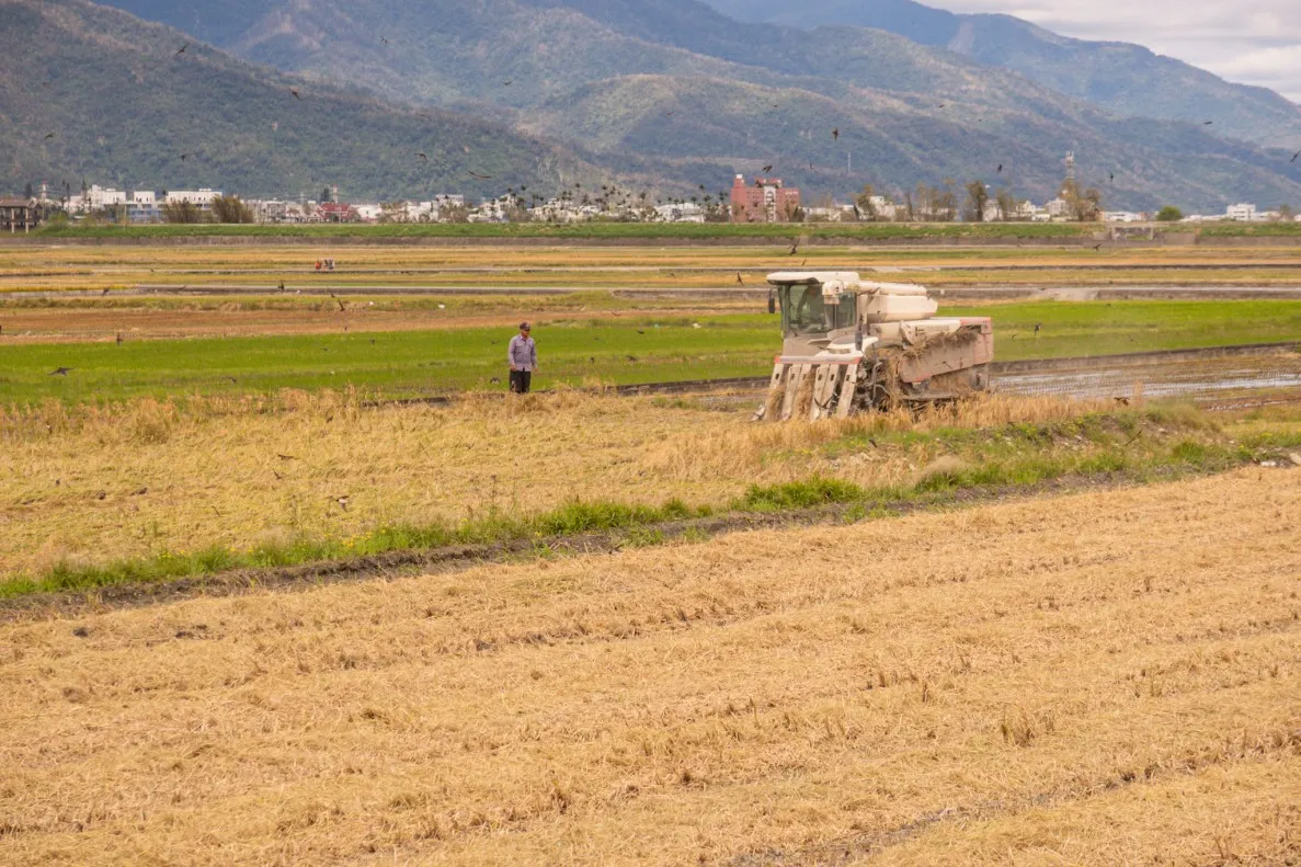 rice farmer chishang