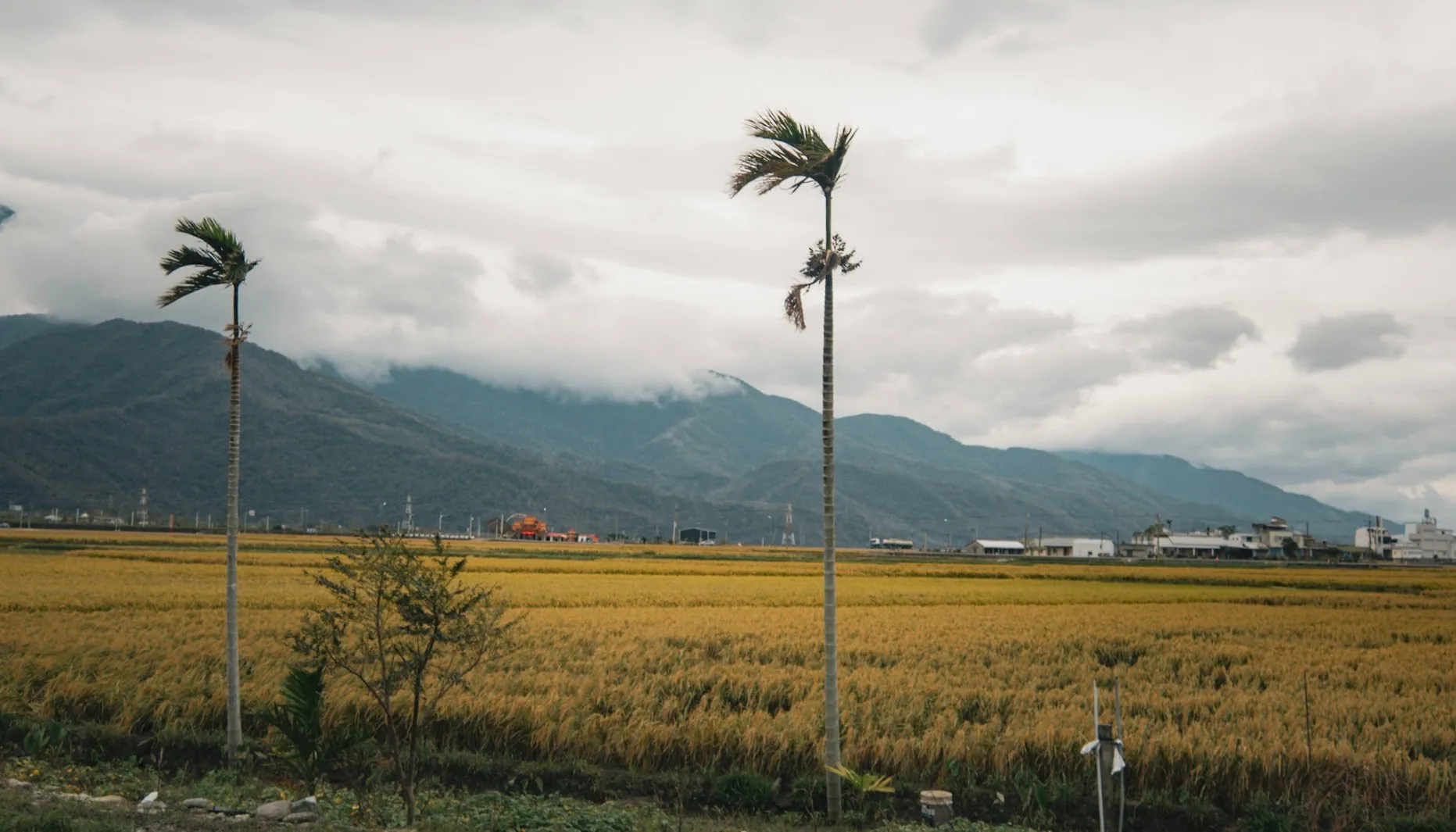 ricefields of chishang taiwan